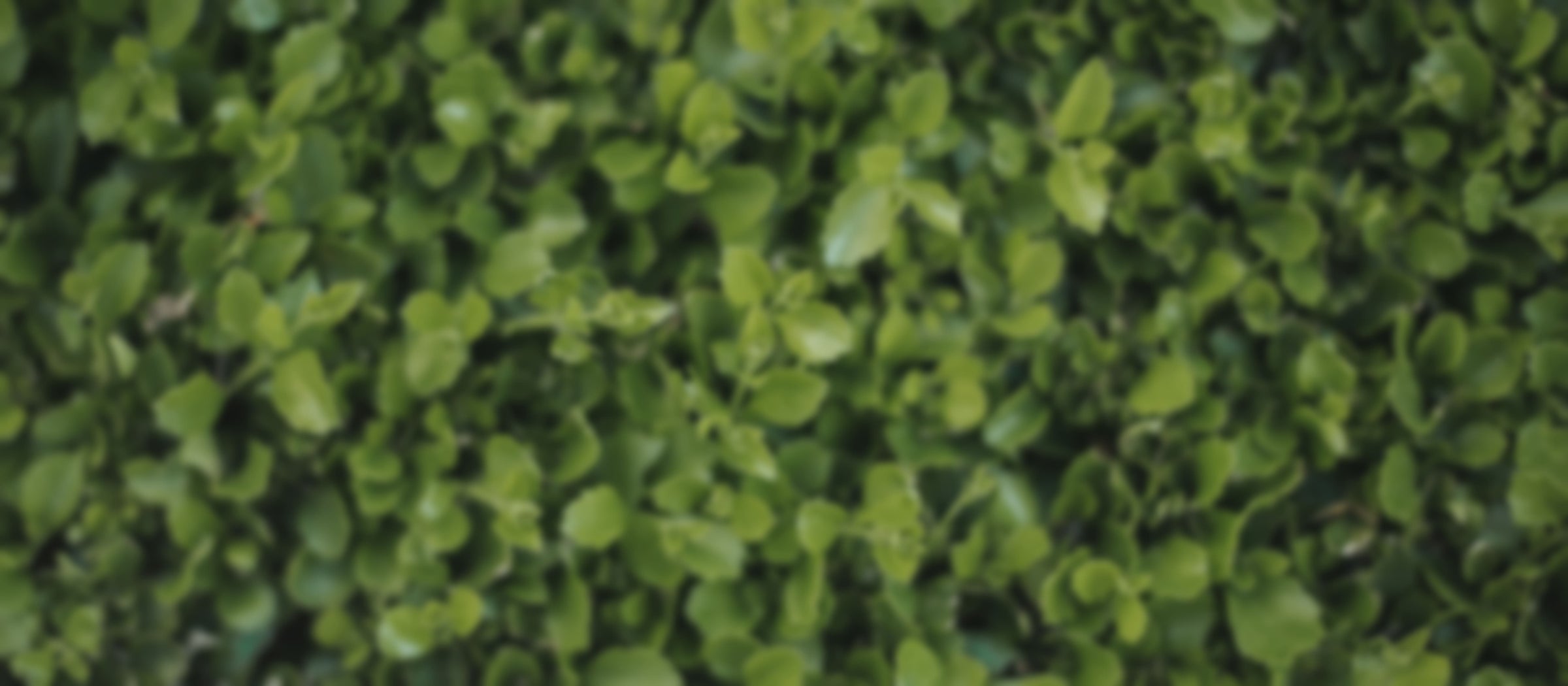 leaves-background-img-min