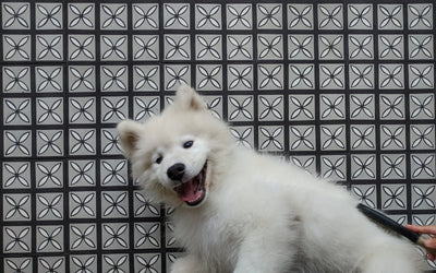 Tile Fur the Whole Family: Why Cement Tile is Great for Pet Owners