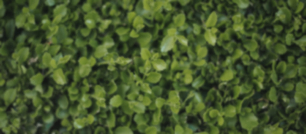 leaves-background-img-min